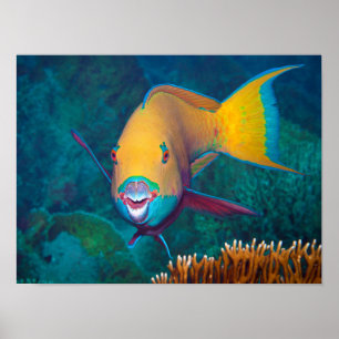 Póster Pez loro - ¡Maquillaje llamativo! Foto colorida   
