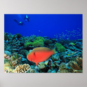Póster Pez loro Sheephead Scarus