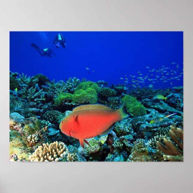 Póster Pez loro Sheephead Scarus (Frente)