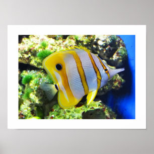 Póster Pez mariposa