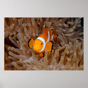 Póster Pez payaso - Molokai, North Shore Cliff