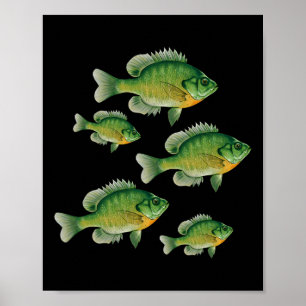 Póster Pez sol de agallas azules divertido Pesca de peces