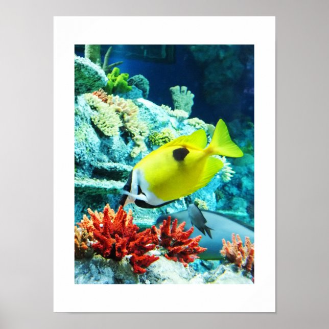 Póster Pez tang tropical (Frente)