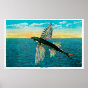 Póster Pez volador en la isla de Catalina