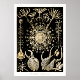 Póster Phaeodaria | 61 Oro | Ernst Haeckel |