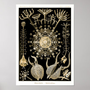Póster Phaeodaria   61 Oro   Ernst Haeckel  