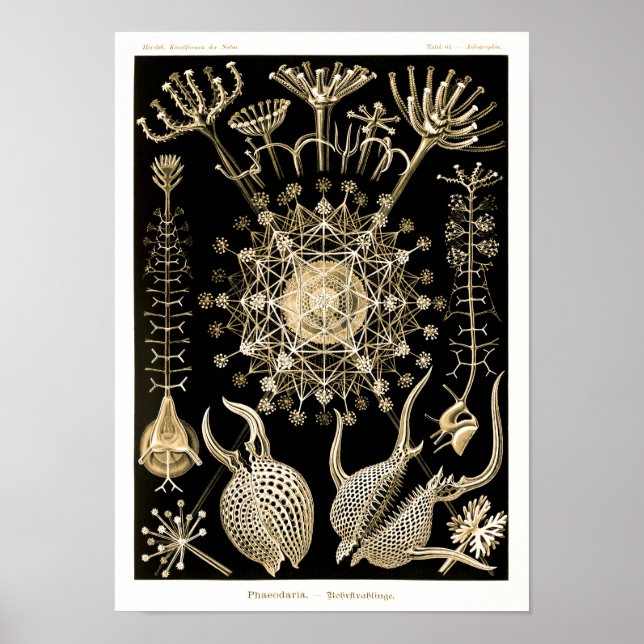 Póster Phaeodaria | 61 Oro | Ernst Haeckel | (Frente)
