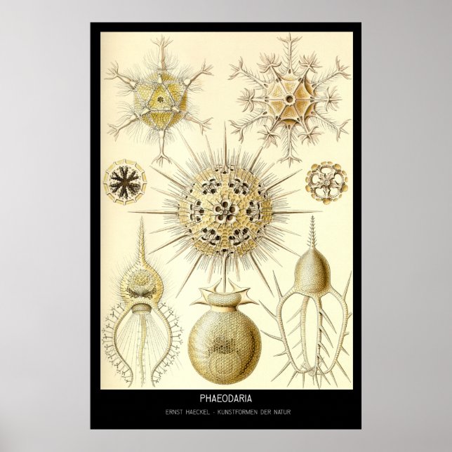 Póster Phaeodaria - Plate 1-Kunstformen der Natur (Frente)