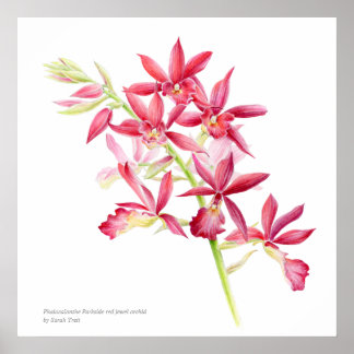 Póster Phaiocalanthe Parkside color de agua de orquídea r