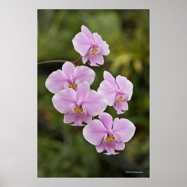 Póster Phalaenopsis Schilleriana (Frente)