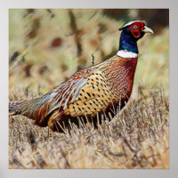 Pheasant