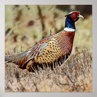 Póster Pheasant