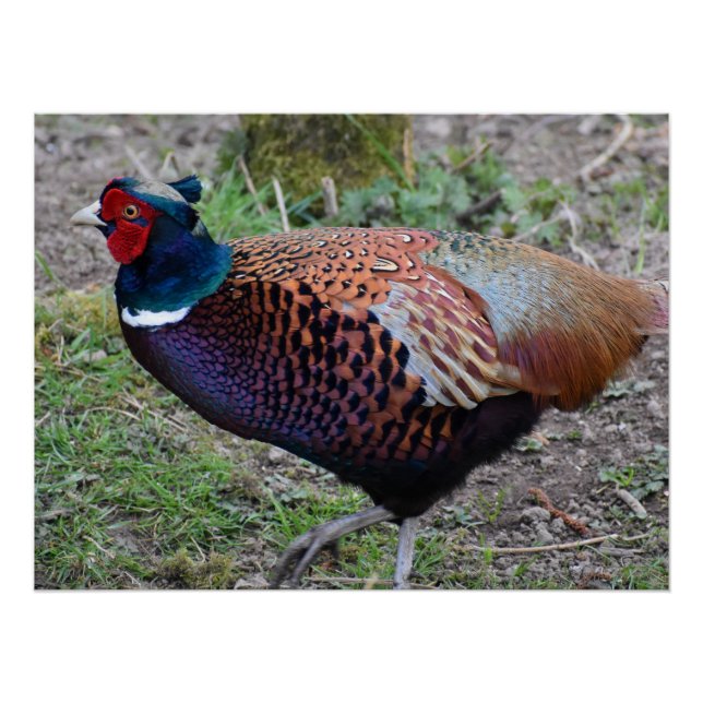 Póster Pheasant (Anverso)