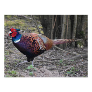Póster Pheasant