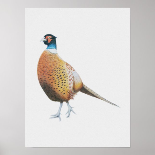 Póster Pheasant 2012 (Frente)