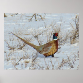 Póster Pheasant B22 De Cuello Anillo