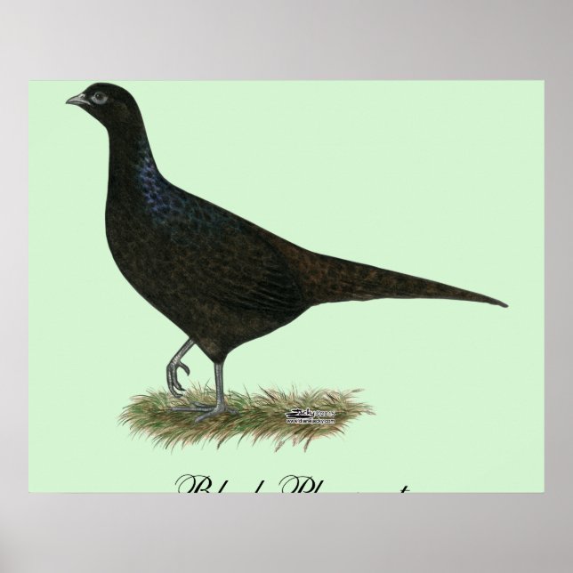 Póster Pheasant Black Hen (Frente)