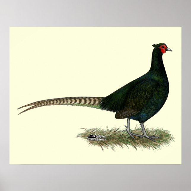 Póster Pheasant Black Roooster (Frente)