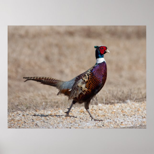 Póster Pheasant De Cuello Rojo (Frente)