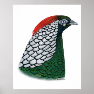 Póster Pheasant:  Lady Amherst Head