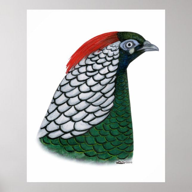 Póster Pheasant:  Lady Amherst Head (Frente)