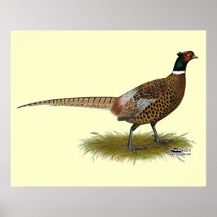 Póster Pheasant Rooster