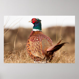 Póster Pheasant salvaje