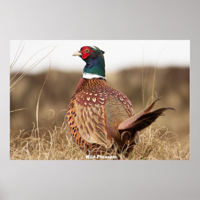 Póster Pheasant salvaje (Frente)