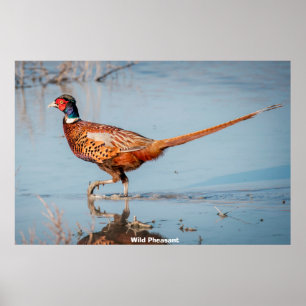 Póster Pheasant salvaje