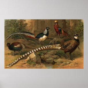 Póster Pheasants Poster
