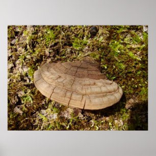 Póster Phellinus igniarius Mushroom Poster