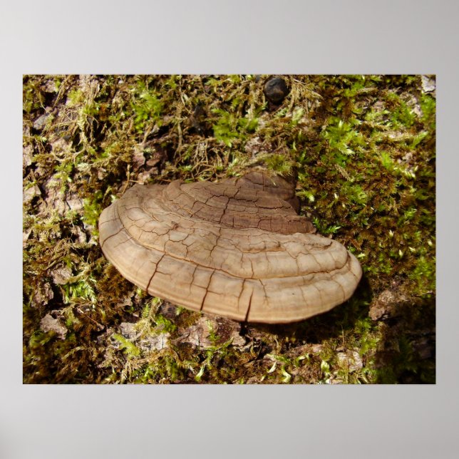 Póster Phellinus igniarius Mushroom Poster (Frente)