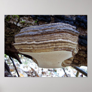 Póster Phellinus igniarius Mushroom Poster
