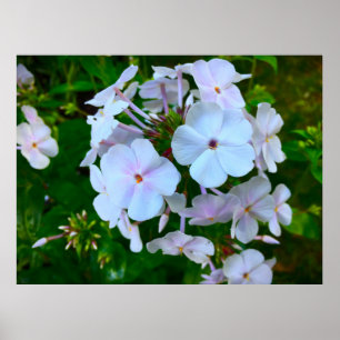 Póster Phlox,