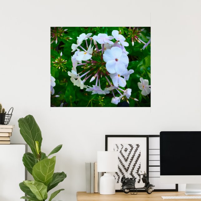 Póster Phlox, (Oficina en casa)