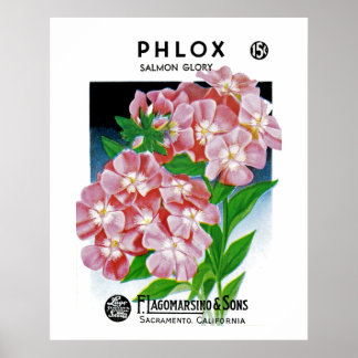Póster Phlox