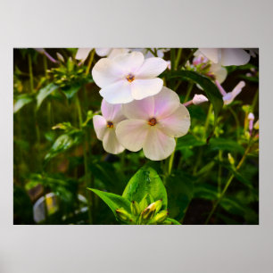 Póster Phlox,