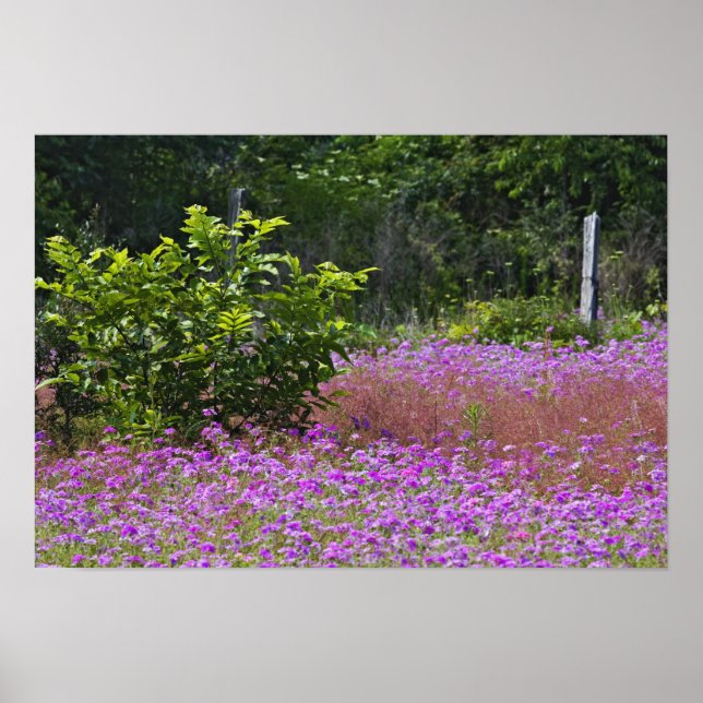 Póster Phlox de Drummond, Phlox drummondi, Hilton Head (Frente)