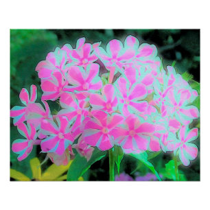 Póster Phlox Jardín de menta blanca y rosa caliente