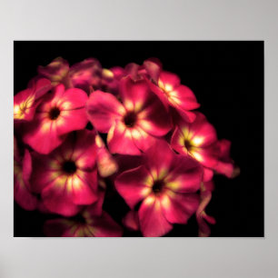Póster Phlox Pink