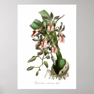 Póster Phoeniceum del Epidendrum