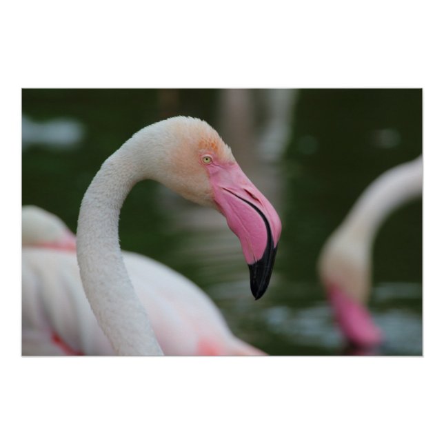 Póster Phoenicopterus roseus (Anverso)