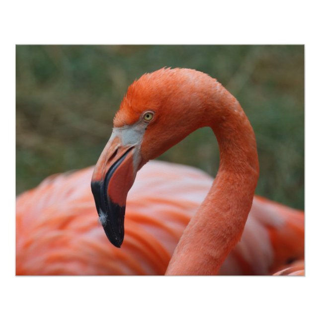 Póster Phoenicopterus ruber (Anverso)