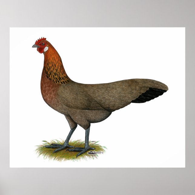 Póster Phoenix: BB Red Hen (Frente)