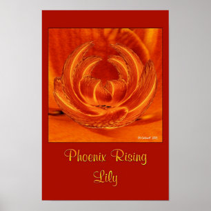 Póster Phoenix Rising Lily