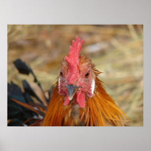 Póster Phoenix Rooster