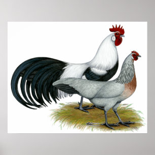 Póster Phoenix:  Silver Duckwing Pair