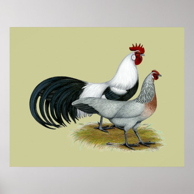 Póster Phoenix:  Silver Duckwing Pair (Frente)