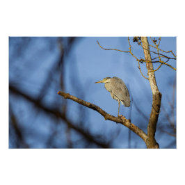 Póster Photo nature du héron cendré perché