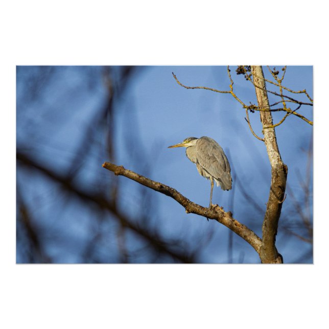 Póster Photo nature du héron cendré perché (Anverso)